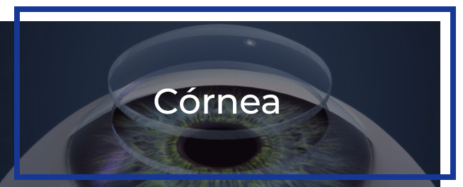 cornea.